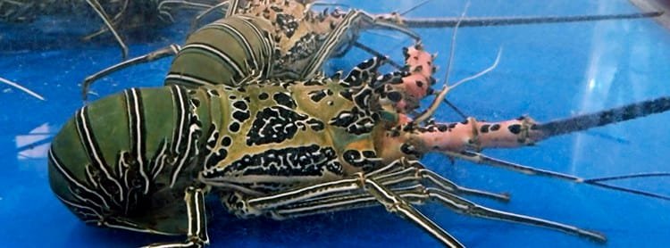 lobster Seminyak lobster Seminyak